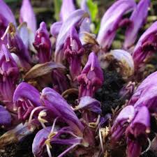 Image result for Micrargeriella