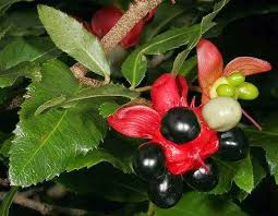 Image result for Ochna barbosae