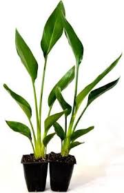 Orange Bird Of Paradise Houseplant Bird Of Paradise Plant Care Birds Of Paradise Plant Paradise Plant Planting Flowers
