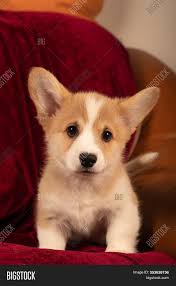 They are a large breed stuck in a small breed's body. Pembroke Welsh Corgi Image Photo Free Trial Bigstock