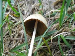 Image result for Conocybe lactea