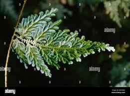 Image result for Selaginellaceae