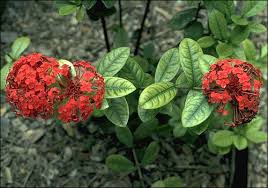 Image result for Ixora sp. A