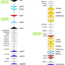 Chromosome a chromosome is a structure that occurs within cells and that contains the cell's genetic material. Pdf Natural Killer Cell Receptor Genes In Camels Another Mammalian Modeldatasheet 1 Pdf