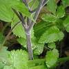 Licorice root has a long history of use, going back to ancient assyrian, egyptian, chinese, and indian cultures. 1