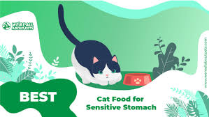 Discover what are the best sensitive stomach cat food options and how to know if she needs it. The 7 Best Cat Foods For Sensitive Stomach We Re All About Pets