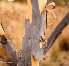 Image result for Ochna pulchra