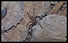 We have screens on all the windows but these seem to get in anyway. Pin On Nature