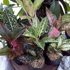 Pin On Plants