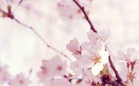 You can choose best flower shape hd art wallpaper from below list, and personalize your desktop display. 40 Beautiful Flower Wallpapers For Your Desktop Mobile And Tablet Hd Wallpapers