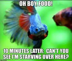 Lift your spirits with funny jokes, trending memes, entertaining gifs, inspiring stories, viral videos, and mason jar betta kits at fin & feather, richmond va. Betta Memes