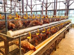 Montana - Alimento para pollos: Necesidades nutricionales de las gallinas ponedoras - Blog