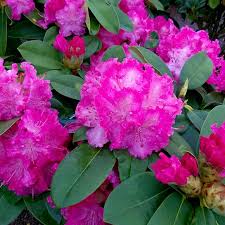 Rododendron Germaniya Rhododendron Germania Lei Necklace Jewelry Plants