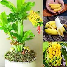 Ice cream banana trees have a hint of vanilla taste in its bananas, dwarf red banana trees that have a hint of peach, the apple banana tree has a taste of a sweet apple, rose banana trees have a lemony flavor. Airyclub 100 Pcs Dwarf Banana Seeds Bonsai Tree Tropical Fruit Seeds Balcony Flower For Home Plants