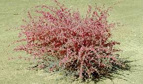 Image result for Phaeoptilum spinosum