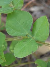 Image result for Rhynchosia caribaea