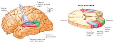 The cortex can be divided into three functionally distinct areas: Http Www Inf Ed Ac Uk Teaching Courses Cnl Cnl 08 8 Ear To Brain Pdf