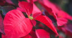 Fresh cat grass is great for a cat to chew on a play with from time to time but it would be advisable to have a separate bed for cats using a small balcony box, planted with cat grass and catnip. 199 Poisonous Plants To Keep Away From Humans Dogs Cats