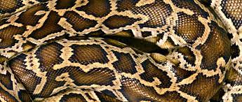 Python's elegant syntax and dynamic typing, together with its interpreted nature, make it an ideal language for scripting and rapid application development in many areas on. Python Delivers Big On Complex Unlabeled Data