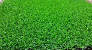 Rumput taman yang cocok untuk hawa panas di kota tahun 2021. Mengenal Jenis Rumput Hias Supaya Taman Rumah Semakin Kece