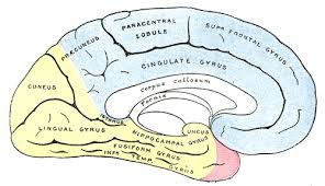 Blood supply to the brain is essential to its functionality, and. Anterior Cerebral Artery Wikiwand