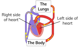 What Is The Double Circulatory System Definition From Seneca Learning