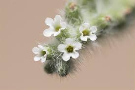 Image result for Heliotropium supinum