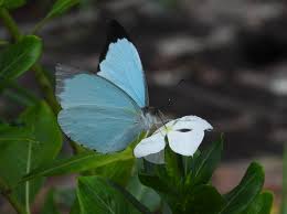 Image result for Ceropegia togoensis