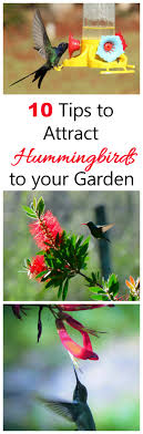 We did not find results for: Attract Hummingbirds To Your Garden In 10 Easy Steps
