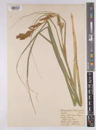 Image result for Schoenoxiphium