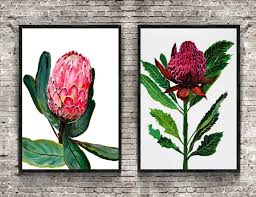 King Protea Waratah Print Set Of 2 Illustration Protea Etsy Floral Watercolor Australian Native Flowers Botanical Art
