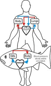 The heart has four chambers: What Is The Heart Structure Of A Fish Quora