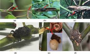 This video is meant for students studying in class 4 and 5 in cbse/ncert and. Biological Traits And Life History Of Pagiophloeus Tsushimanus Coleoptera Curculionidae A Weevil Pest On Camphor Trees In China Springerlink