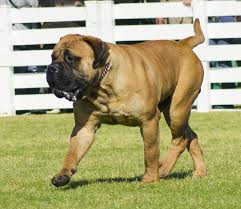 Long hairstyles for men are a great alternative to traditional short haircuts. Bullmastiff Breed Information Characteristics Heath Problems Dogzone Com