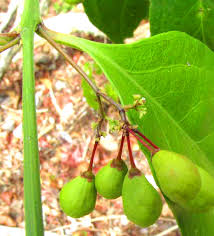 Image result for Crossopetalum