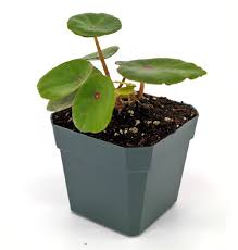 Image result for Begonia elaeagnifolia