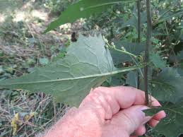 Image result for Lactuca ugandensis