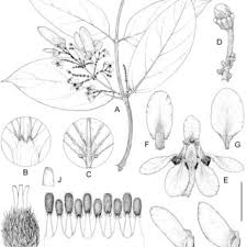 Image result for Flabellariopsis acuminata