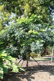 Image result for Pseudospondias