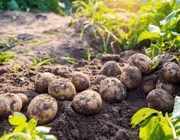 We did not find results for: Square Foot Gardening Potatoes Gardening Tips And Tricks