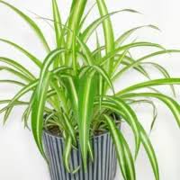 Image result for Chlorophytum nubicum