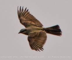 Brown Birds Of East Texas Bird Flying Google Search Birds Flying Birds Bird