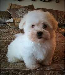 All nice with children other animals non shedding and hypoallergenic. Bolognese Puppies For Sale San Diego Ca 233502