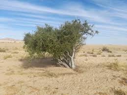 Image result for Boscia albitrunca