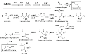 Schematic Of Isobutanol And 3 Methyl 1 Butanol Production Pathways The Download Scientific Diagram