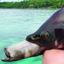 #elite_fishing #strange_fish we make all videos for show you about culture in my country.hope all of you enjoy watching my videos.if you like or dislike please comment below.i will enjoy reply back. Crazy Looking Fish From The Deep Sea Cbs News
