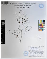 Image result for Canscora diffusa