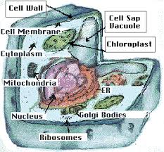 We did not find results for: Welcome To The World Of Cells