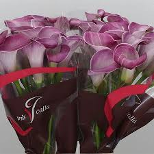 Maybe you would like to learn more about one of these? Calla Lily Denver 70cm Wholesale Dutch Flowers Florist Supplies Uk