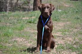 You turn them loose then when you say come, hit the button. How And Why To Train Your Dog With An Electronic Collar Gearjunkie